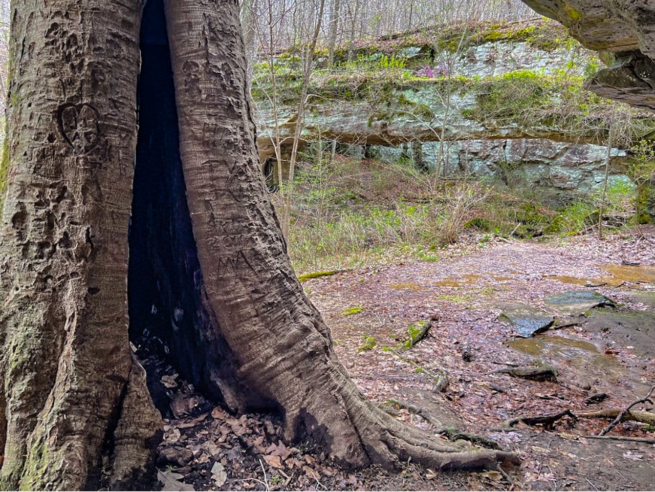 Beech membership