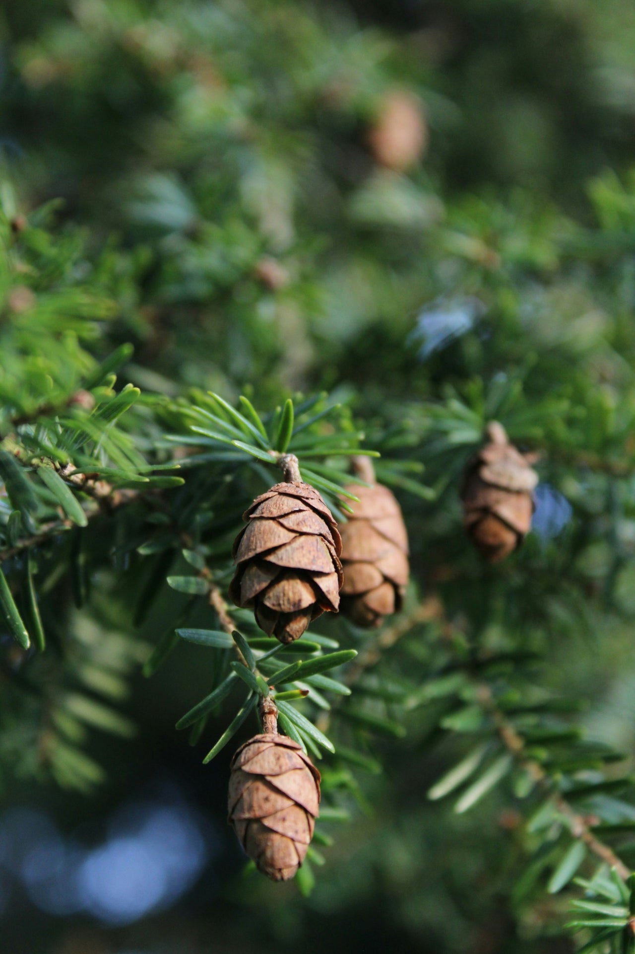 Cedar membership