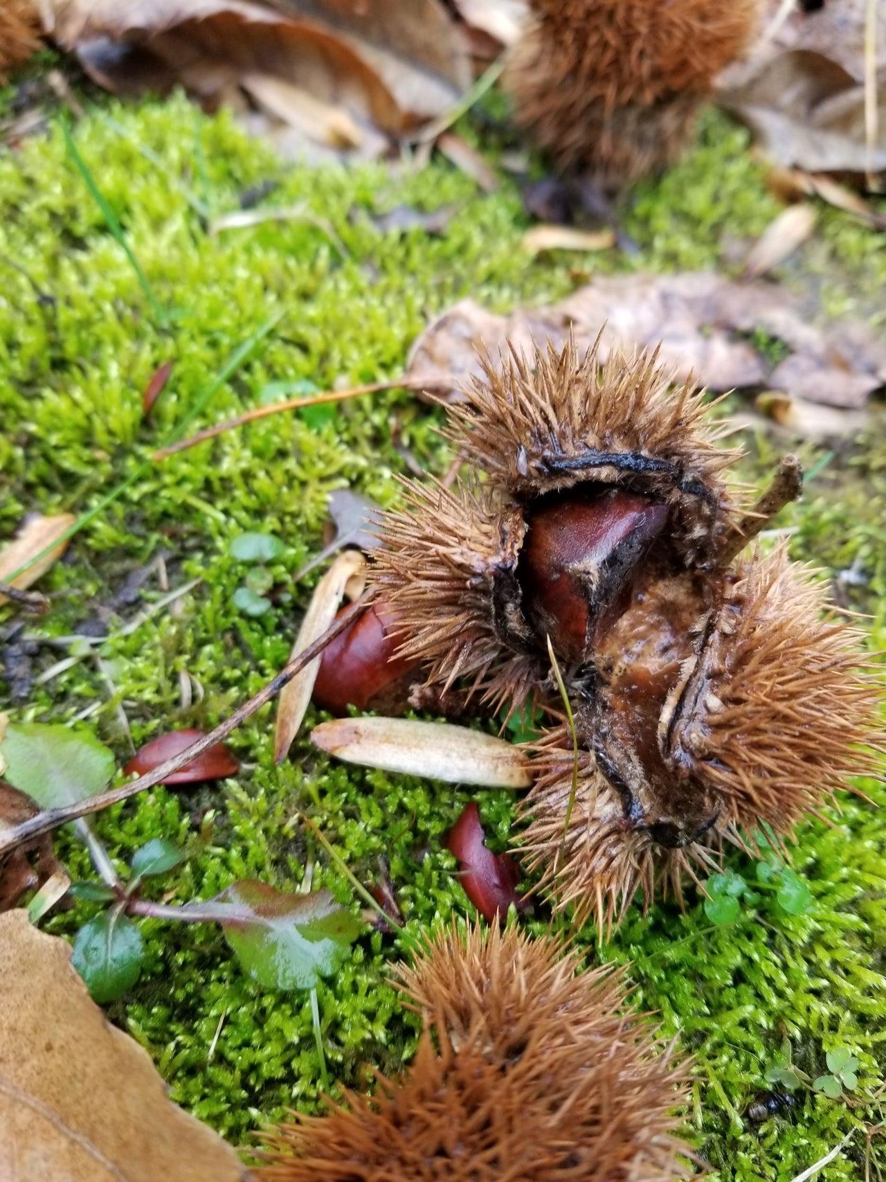 Chestnut membership