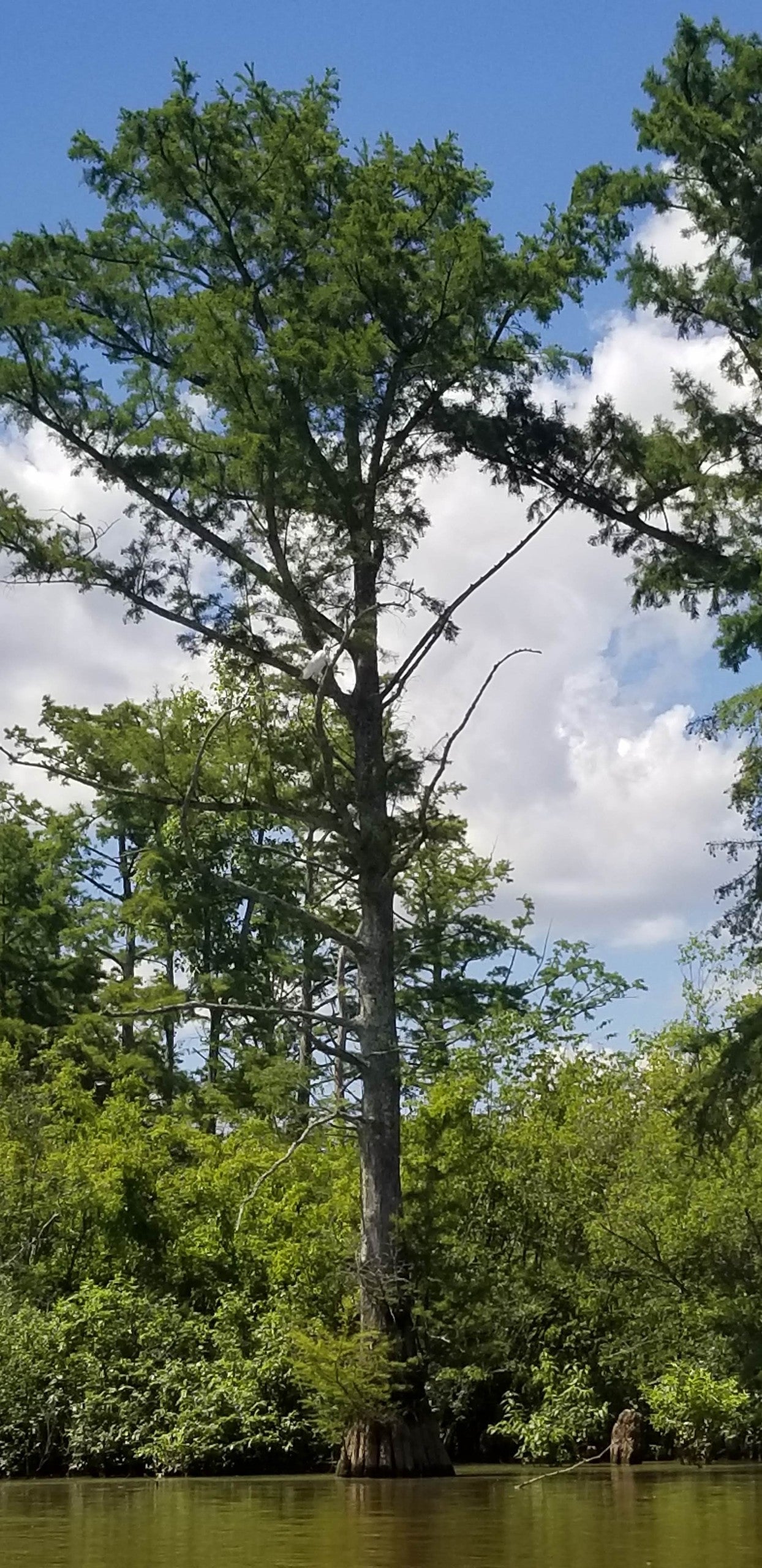 Cypress membership