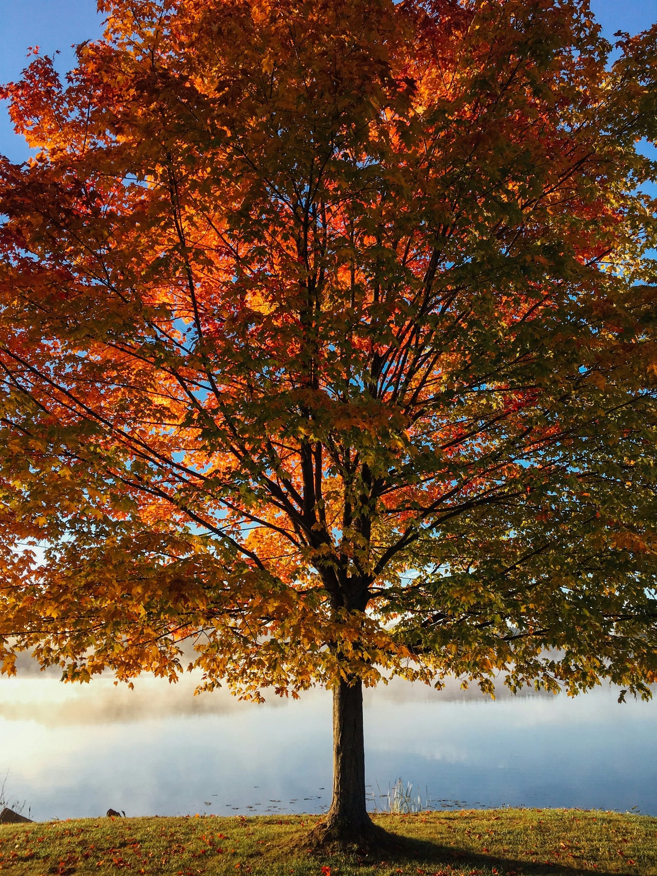Maple membership