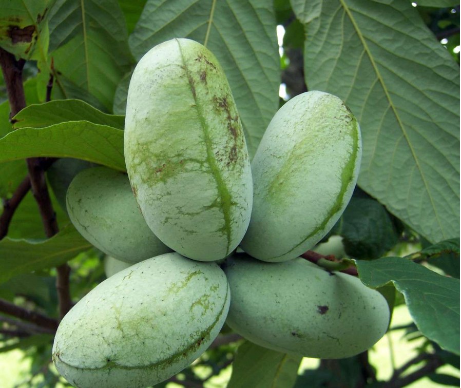 Pawpaw membership