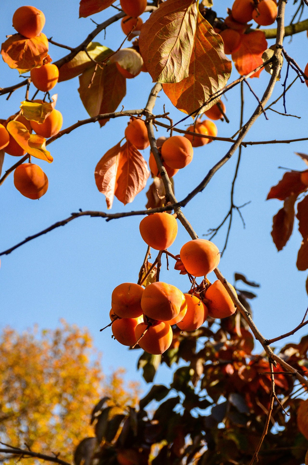 Persimmon membership