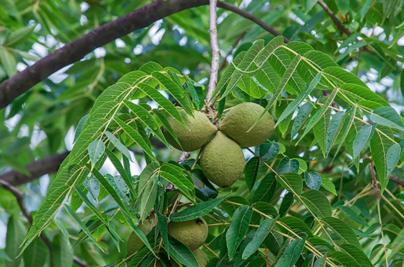 Walnut membership
